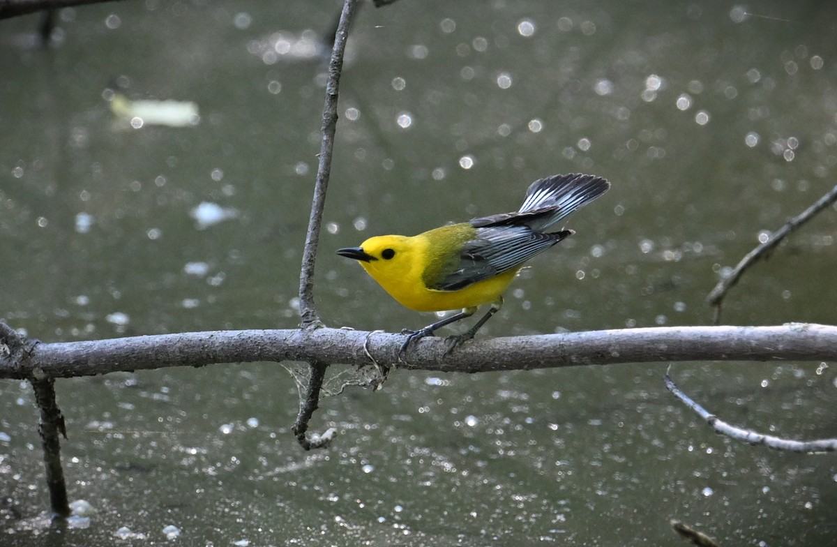 Prothonotary Warbler - ML620474979