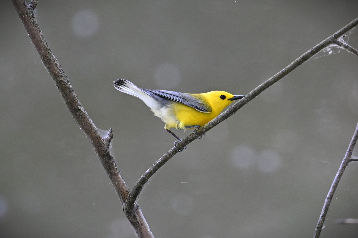 Prothonotary Warbler - ML620474980