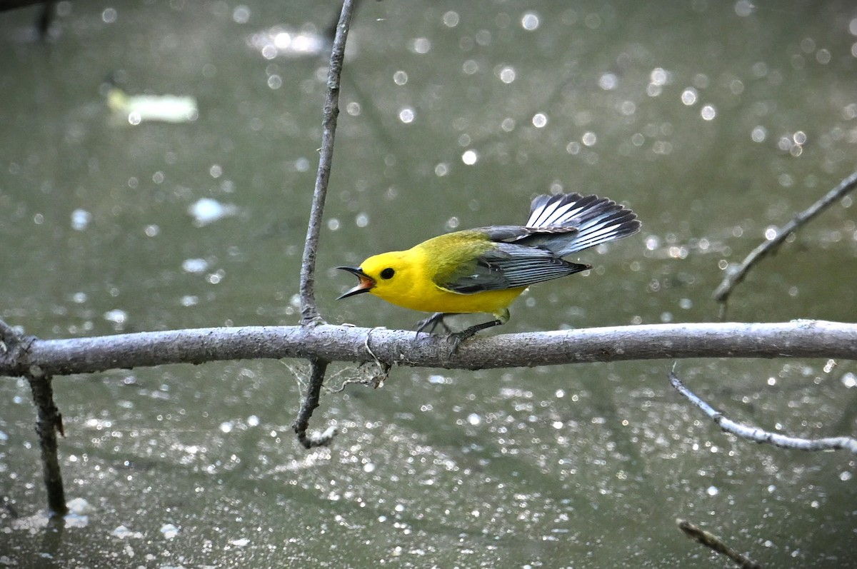 Prothonotary Warbler - ML620474981