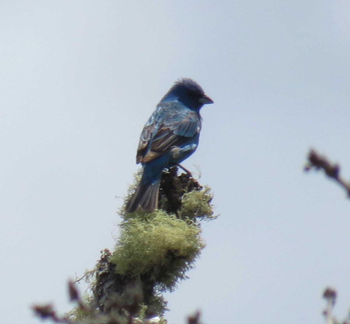 Passerin indigo - ML620474983