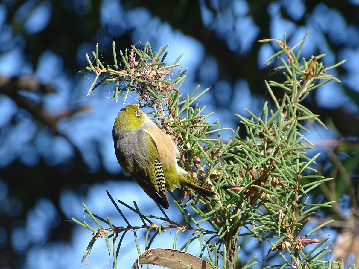 Silvereye - ML620474984