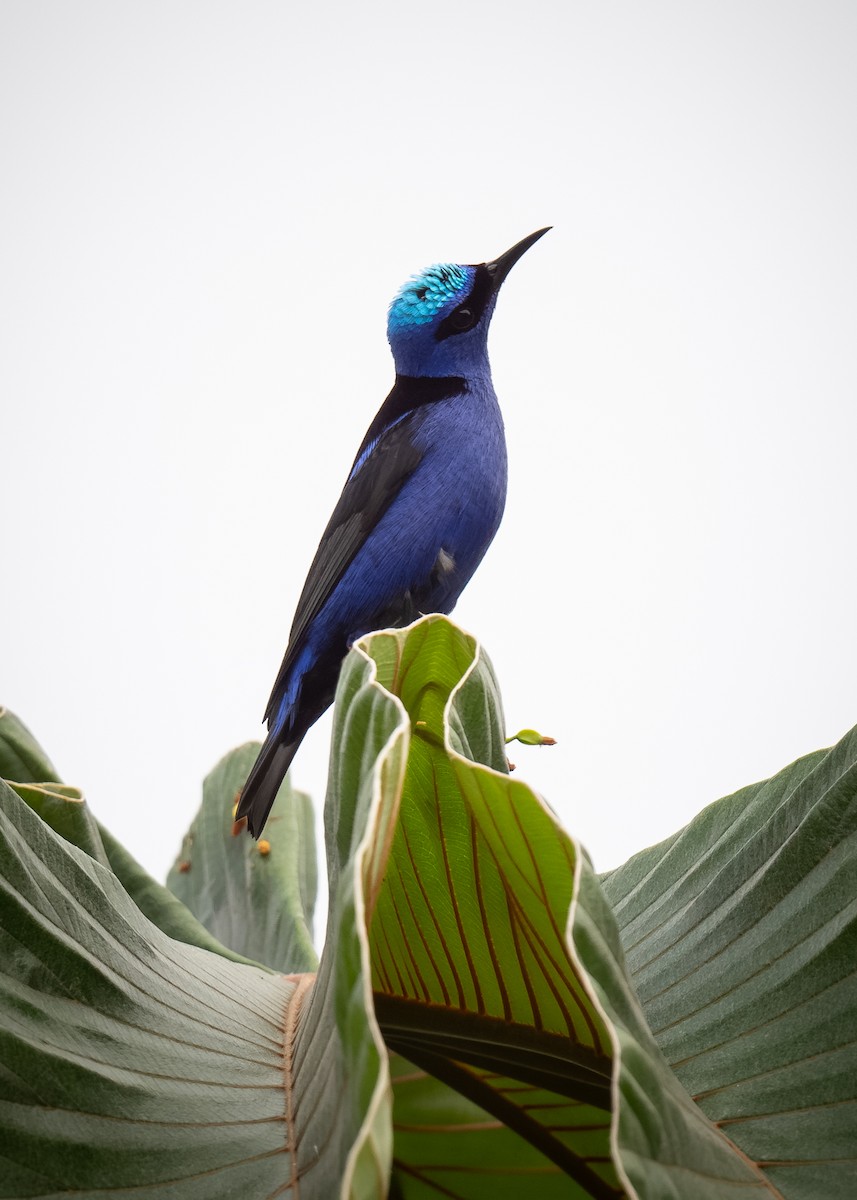 Red-legged Honeycreeper - ML620474985