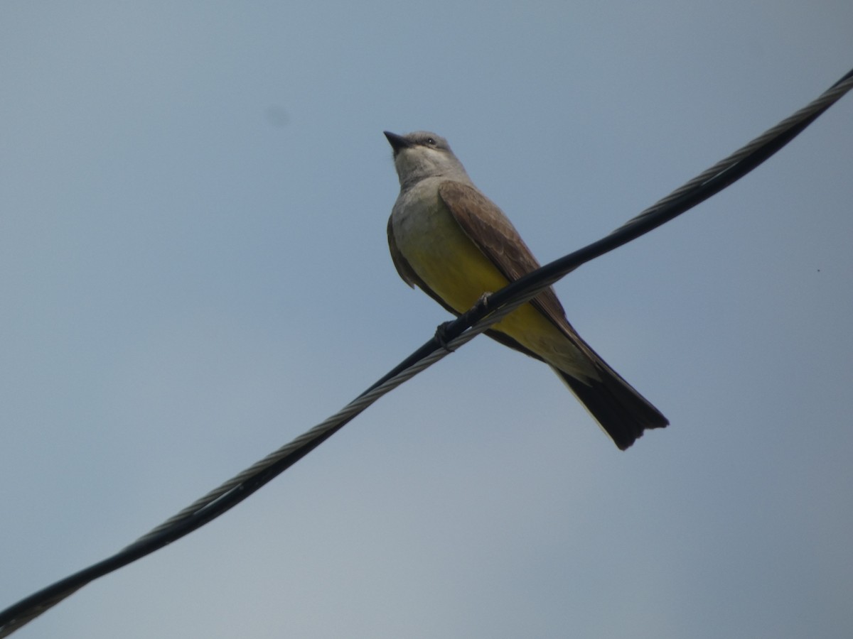 Western Kingbird - ML620474989