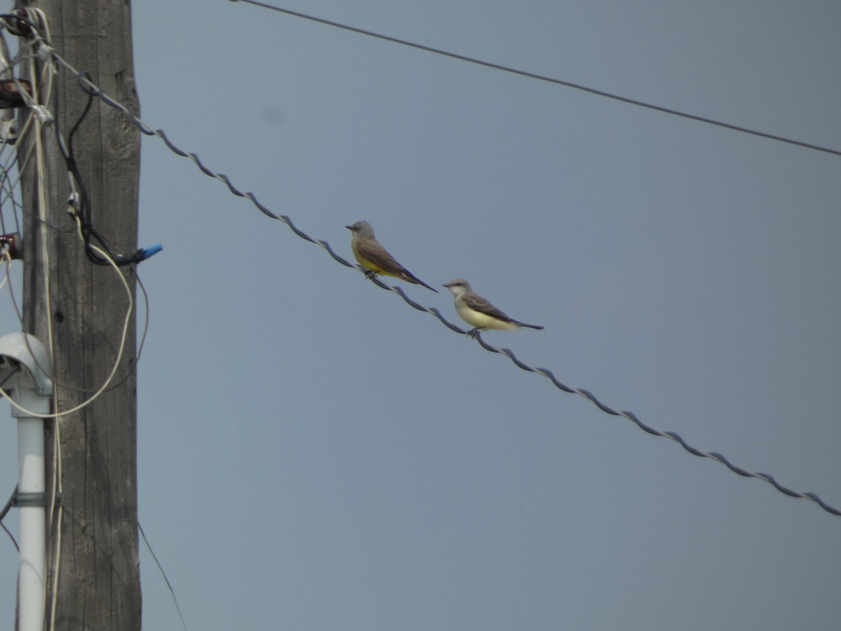 Western Kingbird - ML620474991