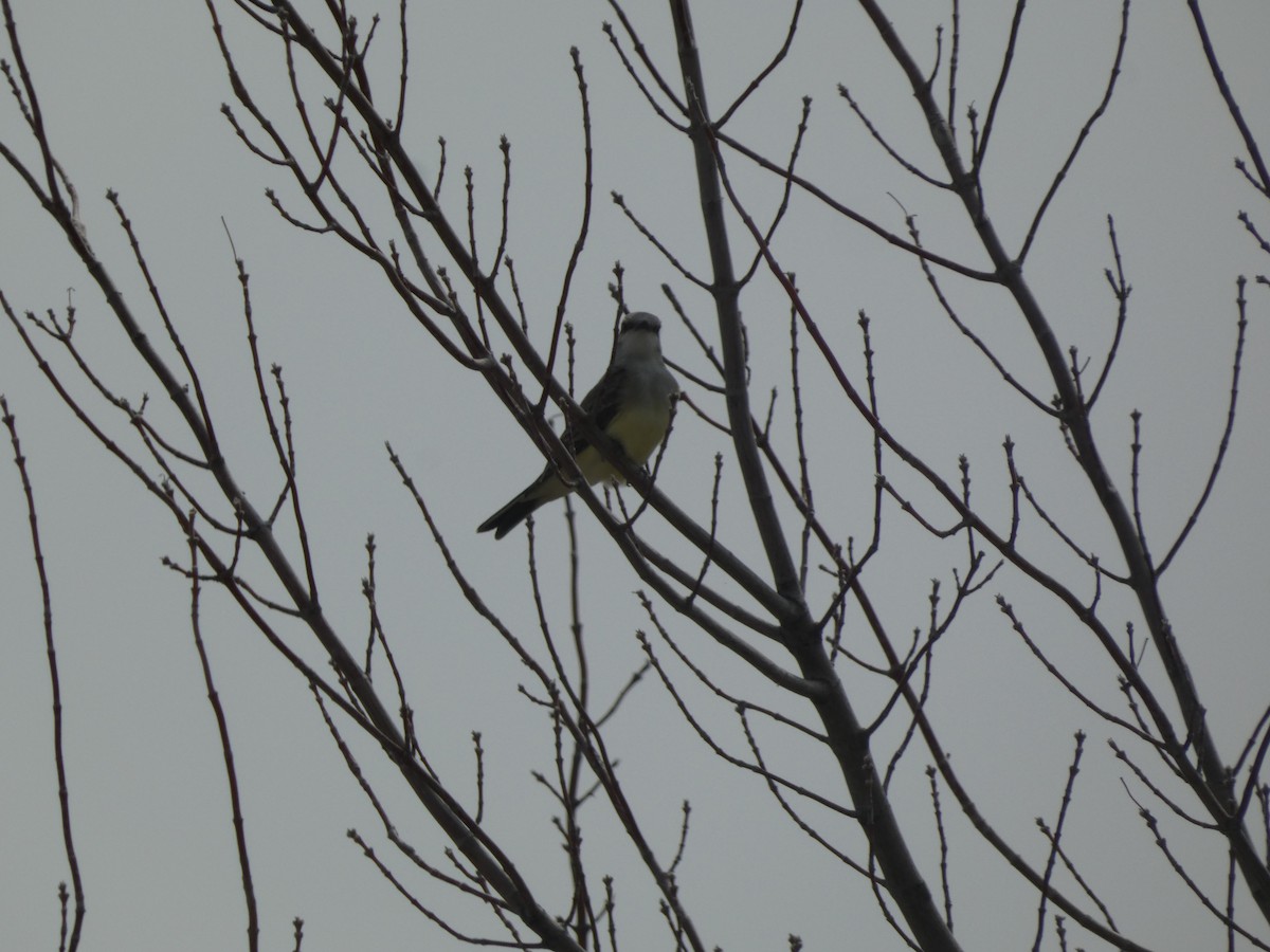 Western Kingbird - ML620474994