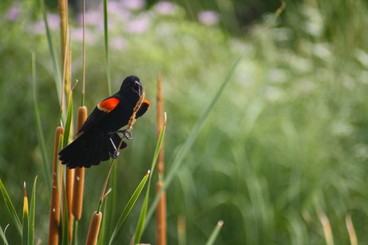 Red-winged Blackbird - ML620474995