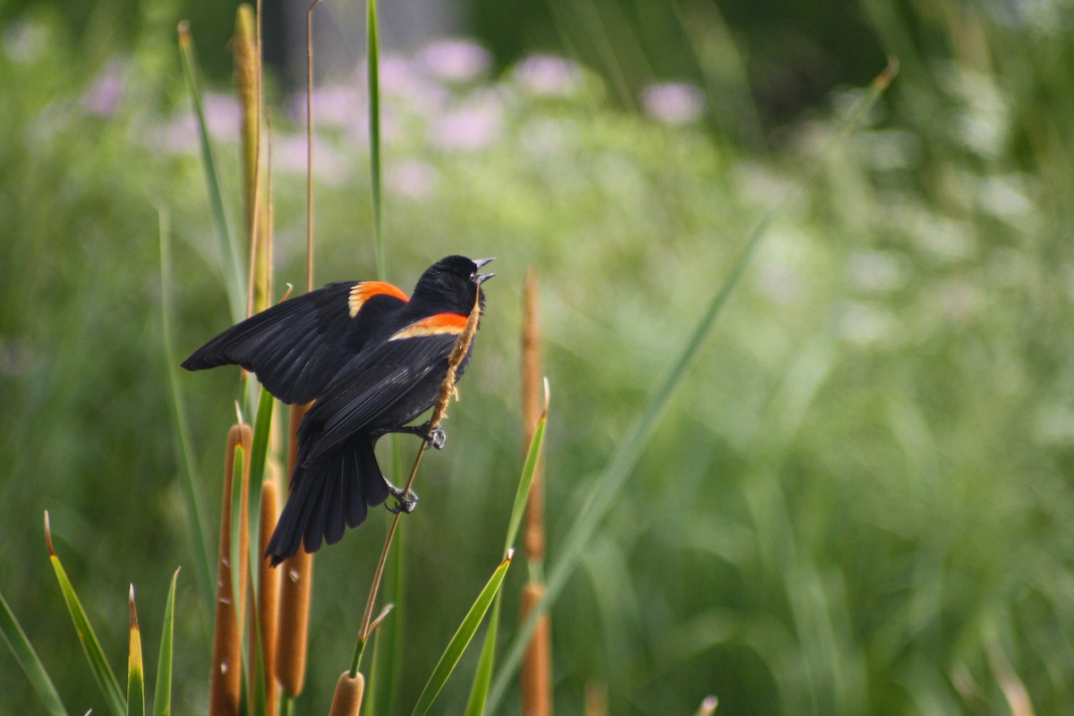 Red-winged Blackbird - ML620474996