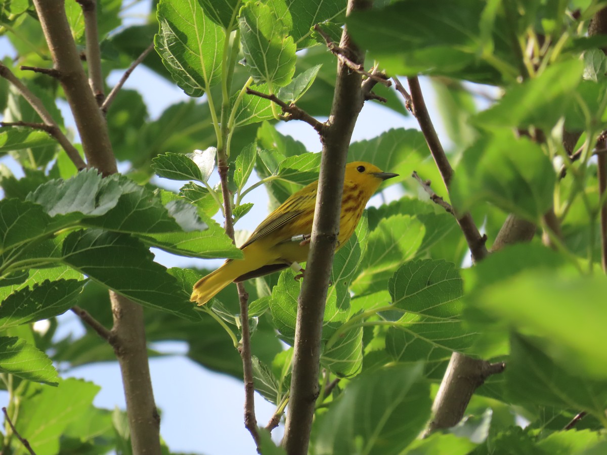 Paruline jaune - ML620474997