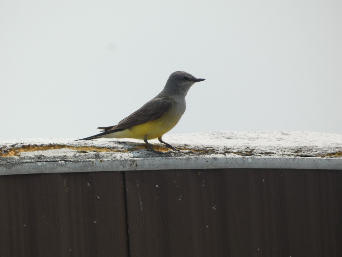 Western Kingbird - ML620474999