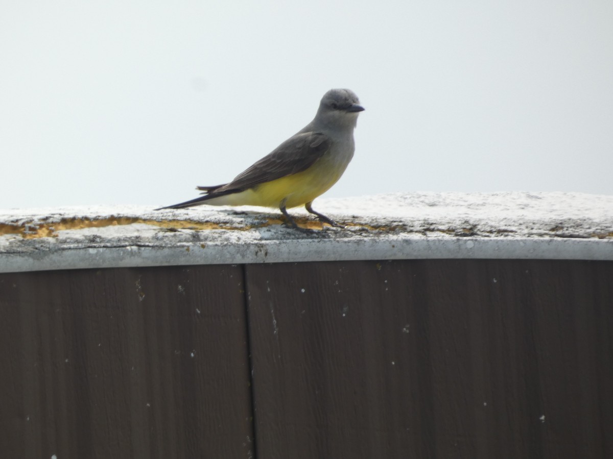 Western Kingbird - ML620475000