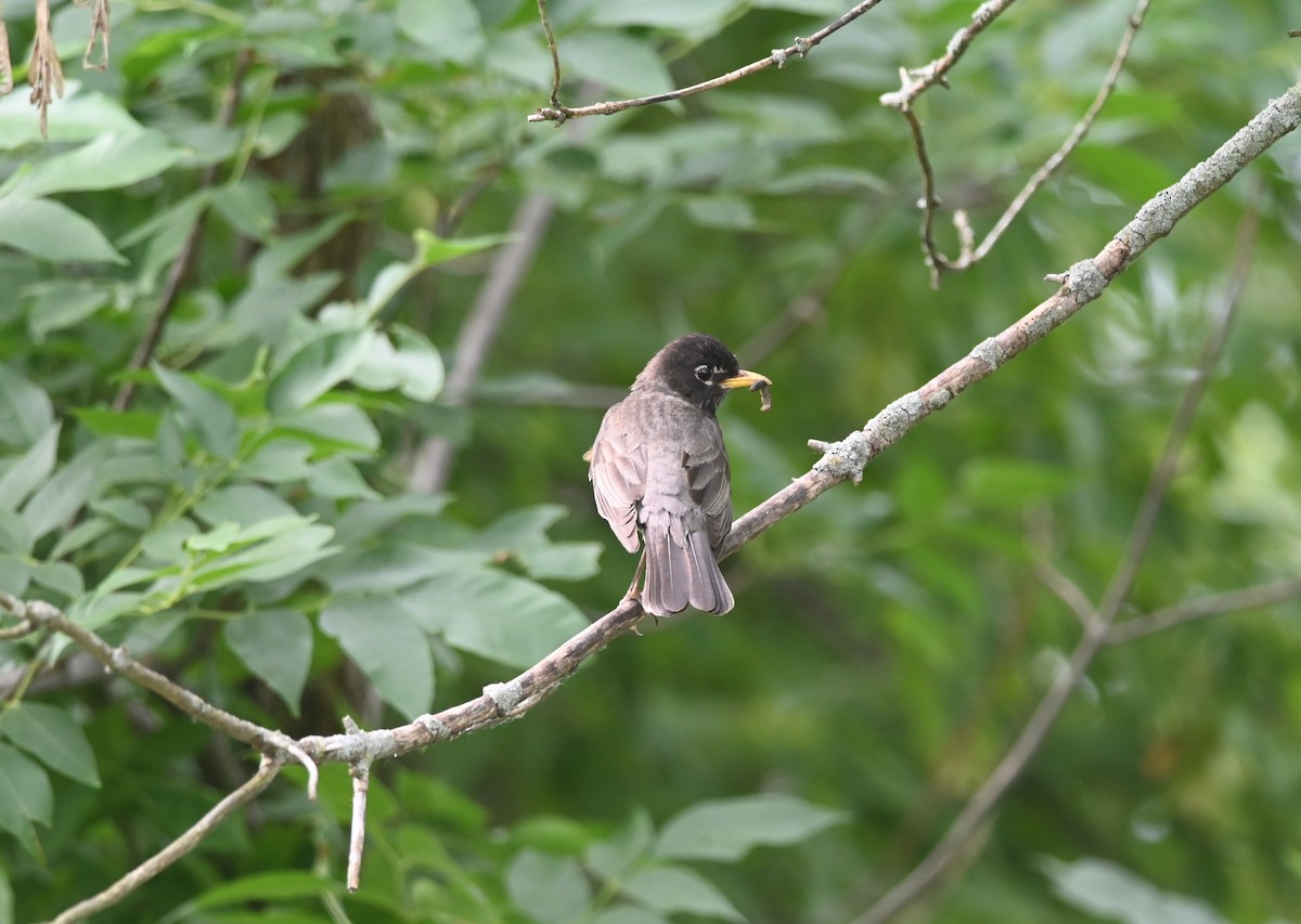 American Robin - Ravi Shetty