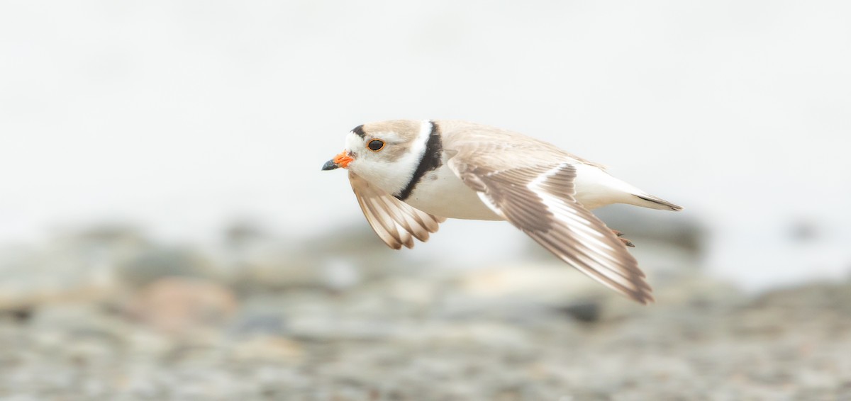 Piping Plover - ML620475002