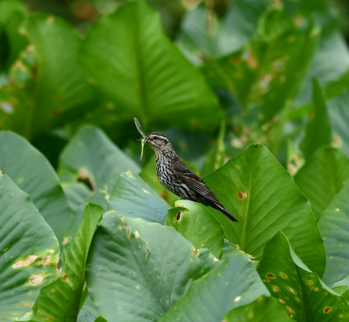 Red-winged Blackbird - ML620475003