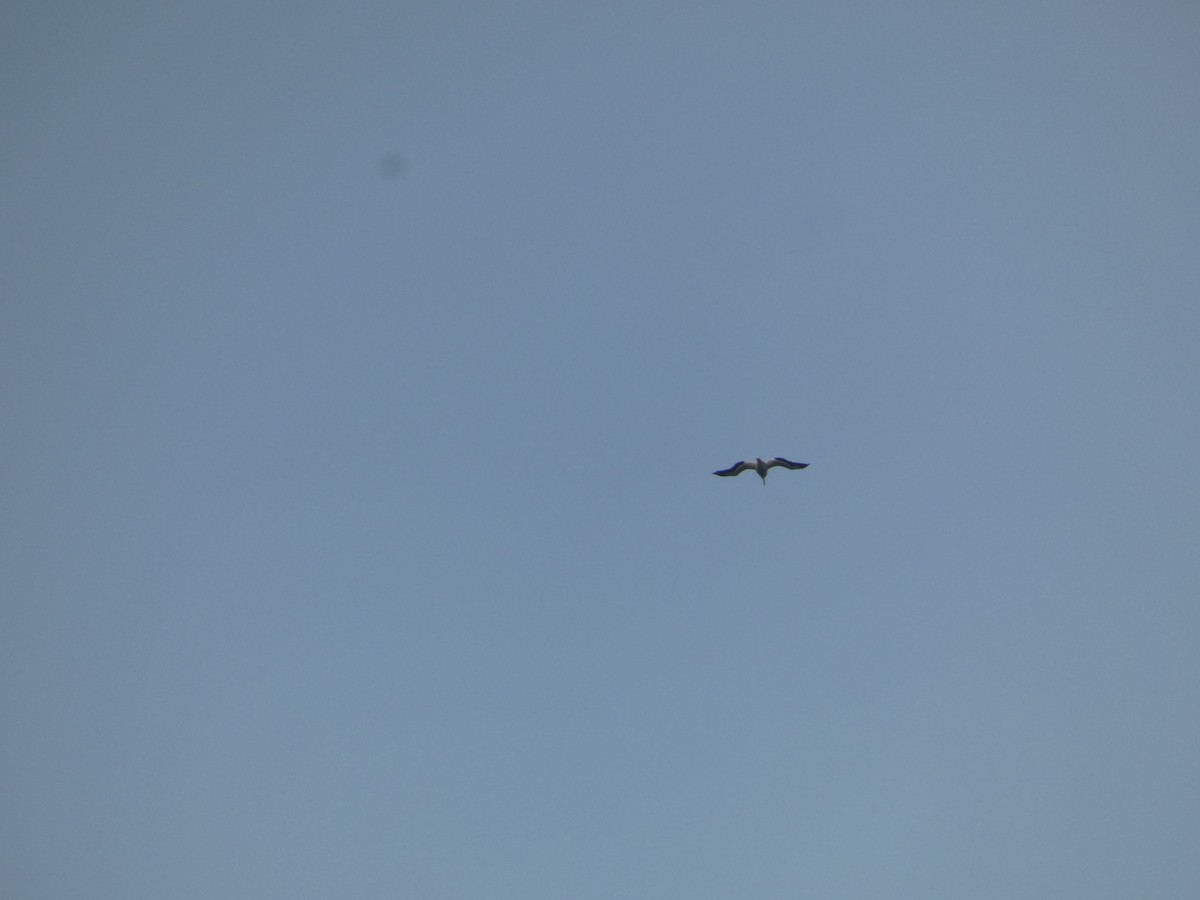 American White Pelican - ML620475004