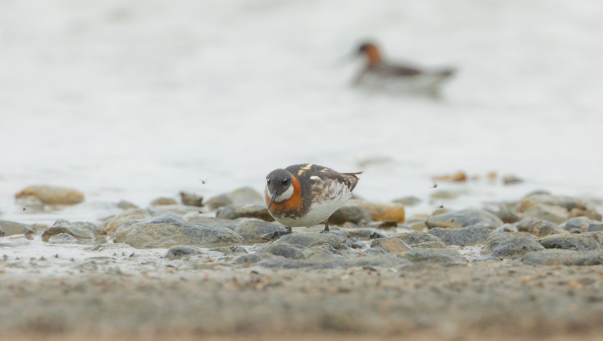 Red-necked Phalarope - ML620475007