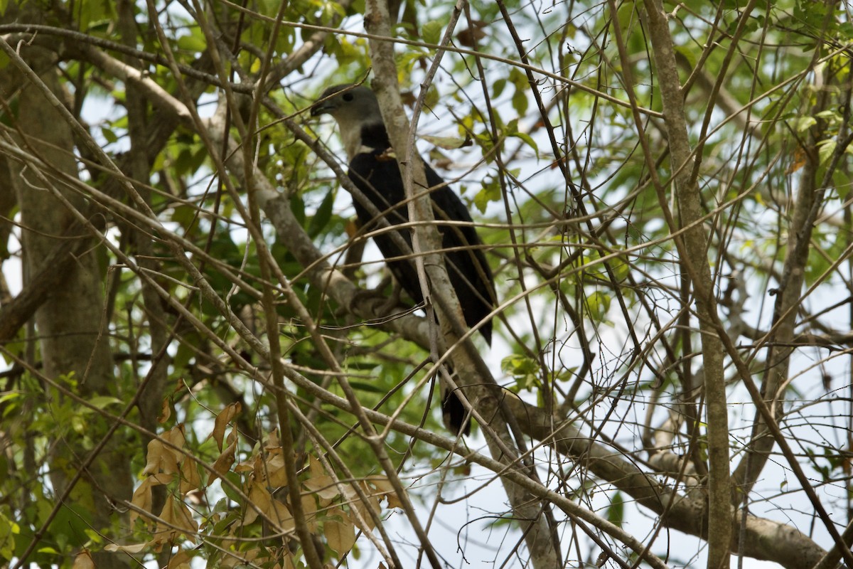 Gray-headed Kite - ML620475009