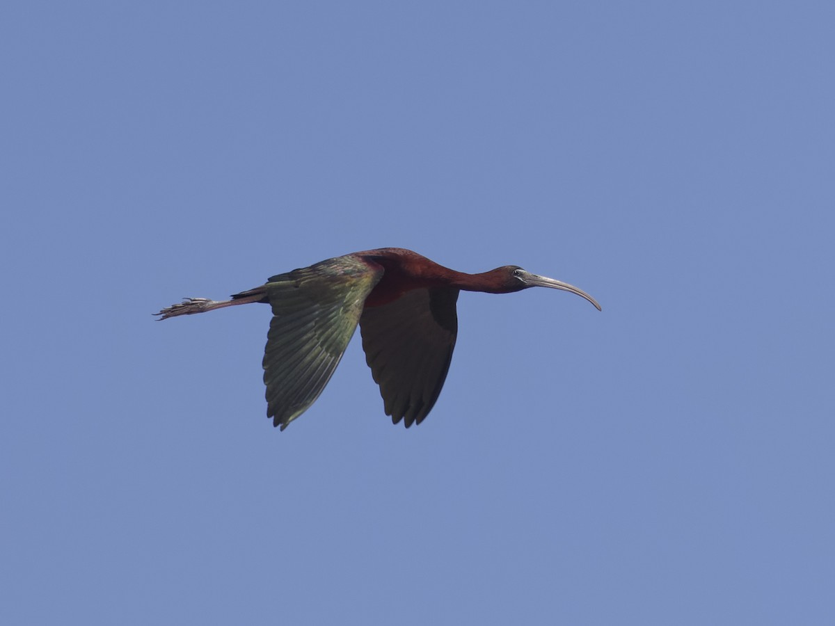 ibis hnědý - ML620475011