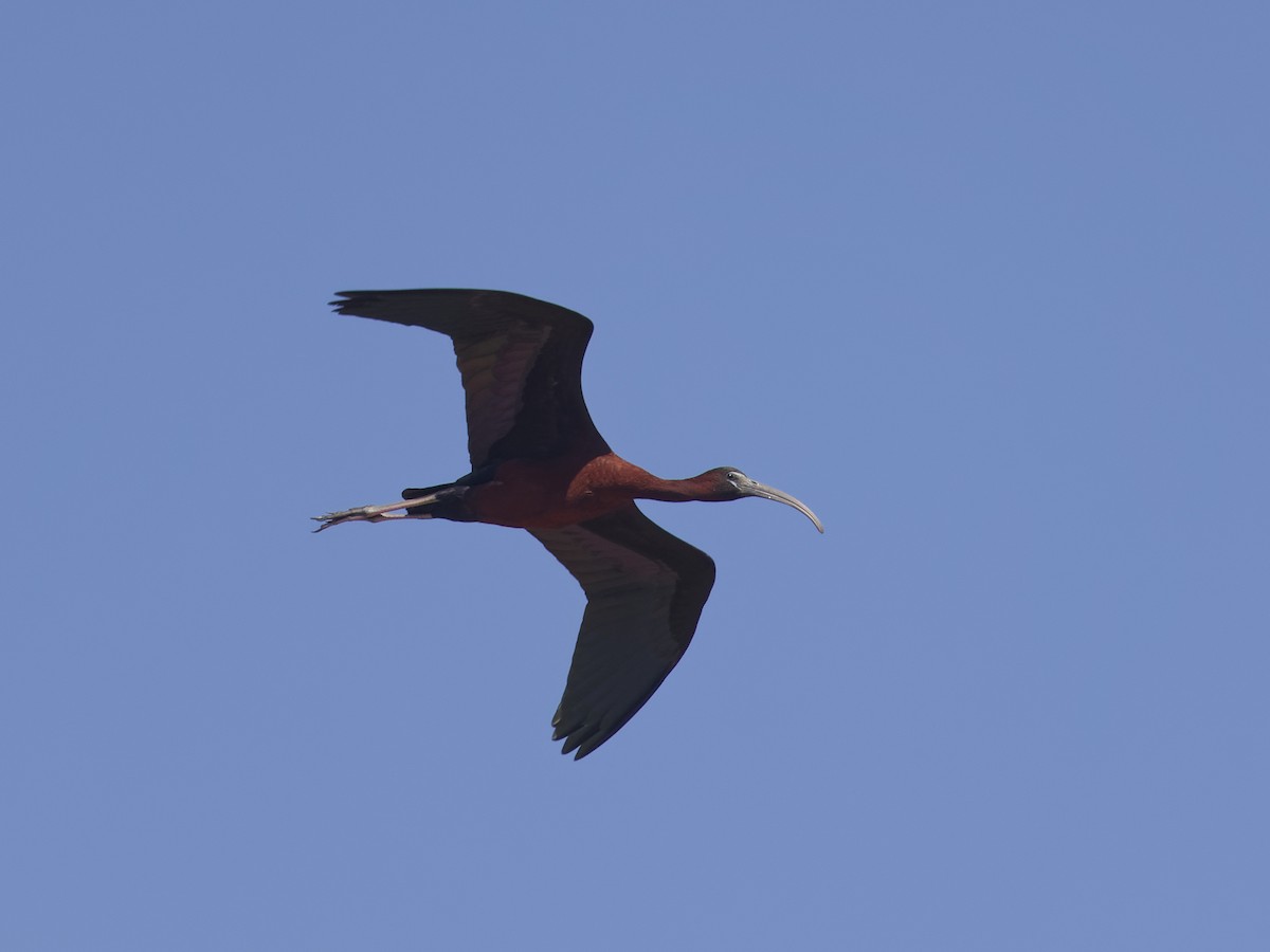 Glossy Ibis - ML620475012