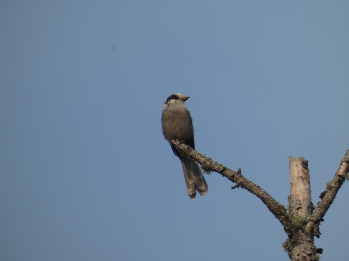 Canada Jay - ML620475026