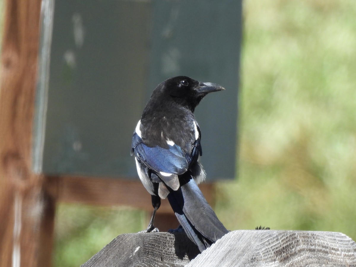 Black-billed Magpie - ML620475027