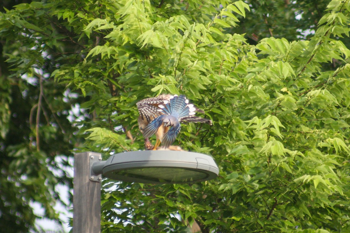 Blue Jay - ML620475031