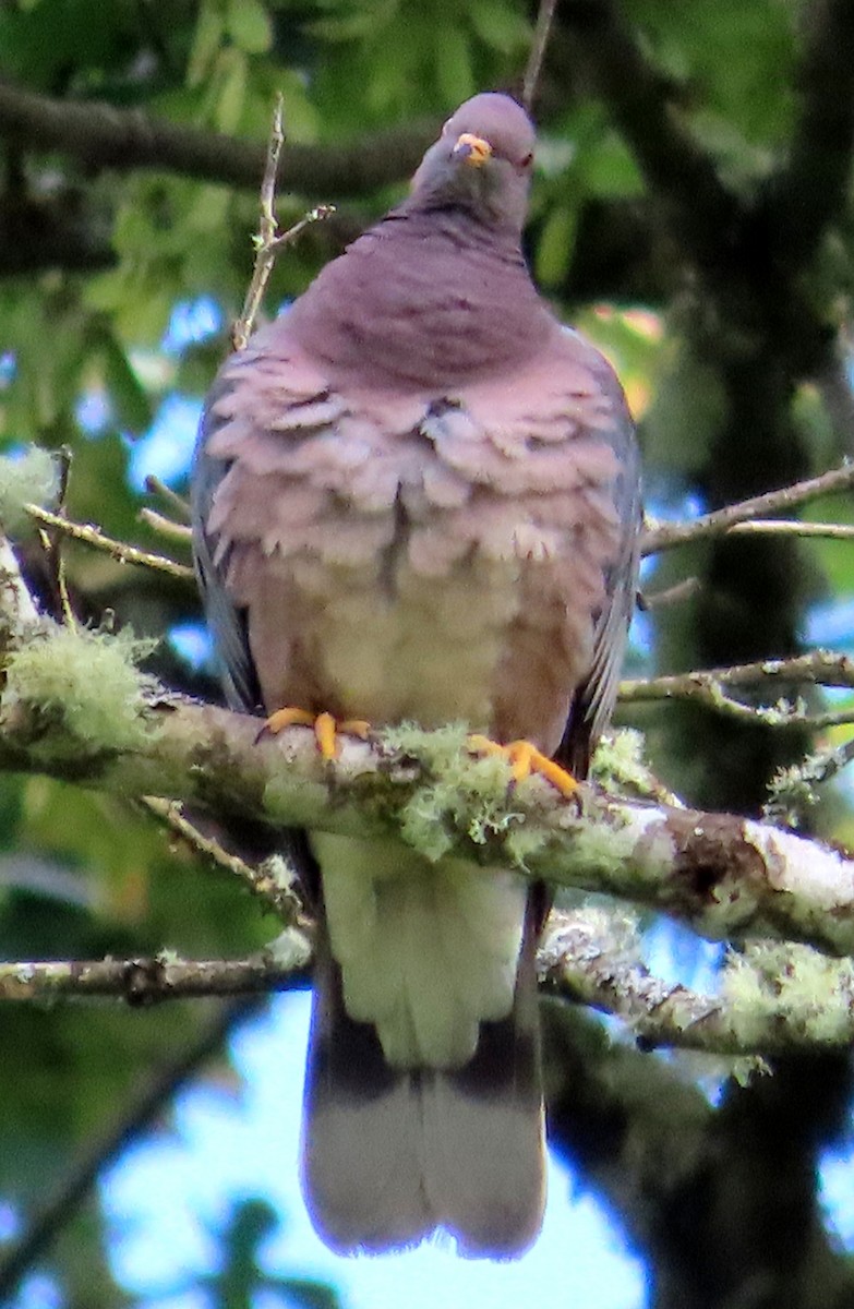 Band-tailed Pigeon - ML620475035