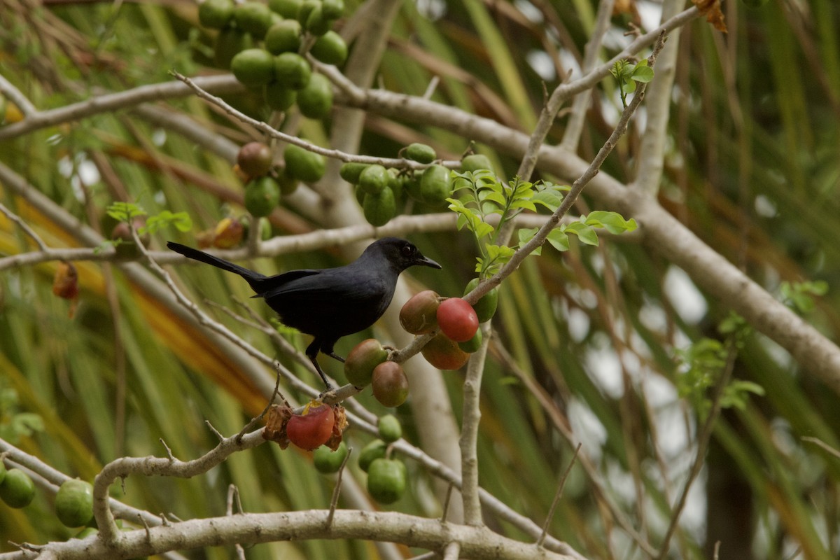 Black Catbird - ML620475036