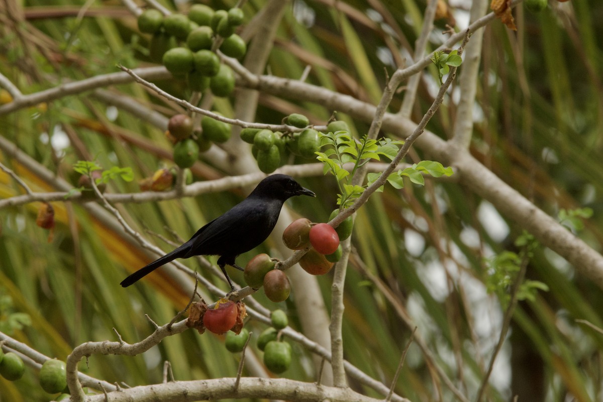 Black Catbird - ML620475037