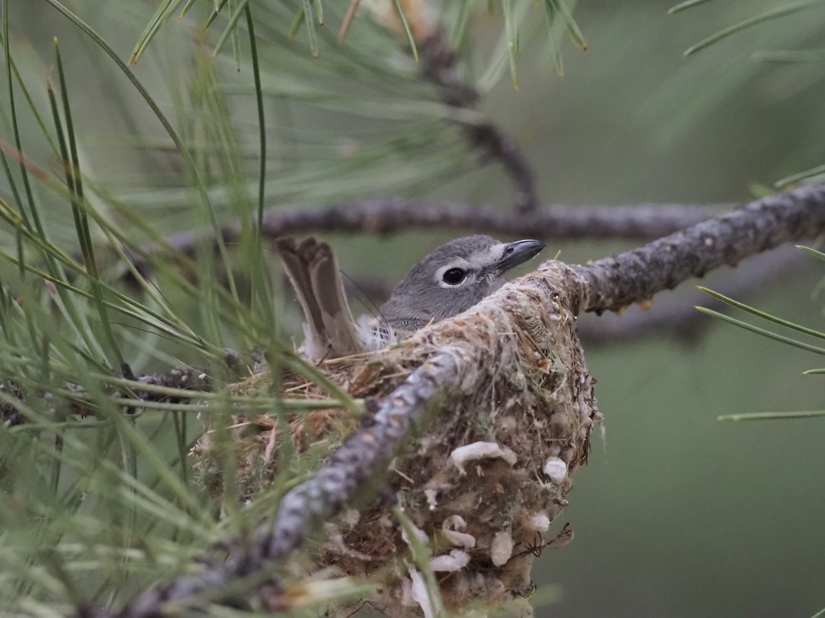 Plumbeous Vireo - ML620475038