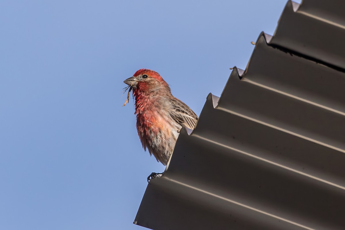 House Finch - ML620475042