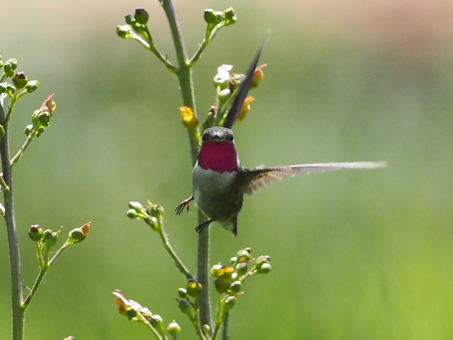 Broad-tailed Hummingbird - ML620475048