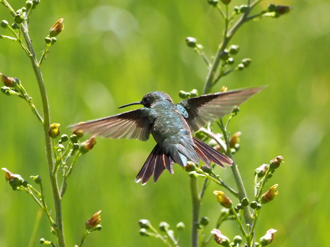 Broad-tailed Hummingbird - ML620475049