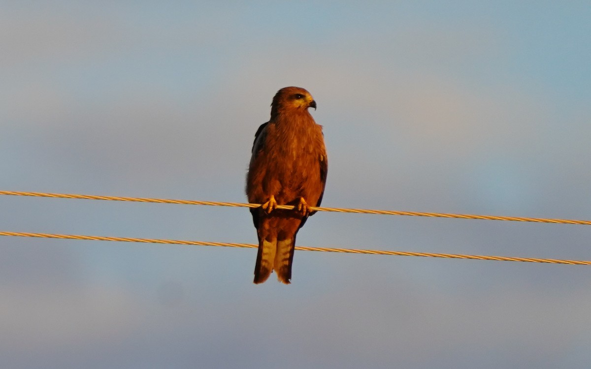 Black Kite - ML620475052