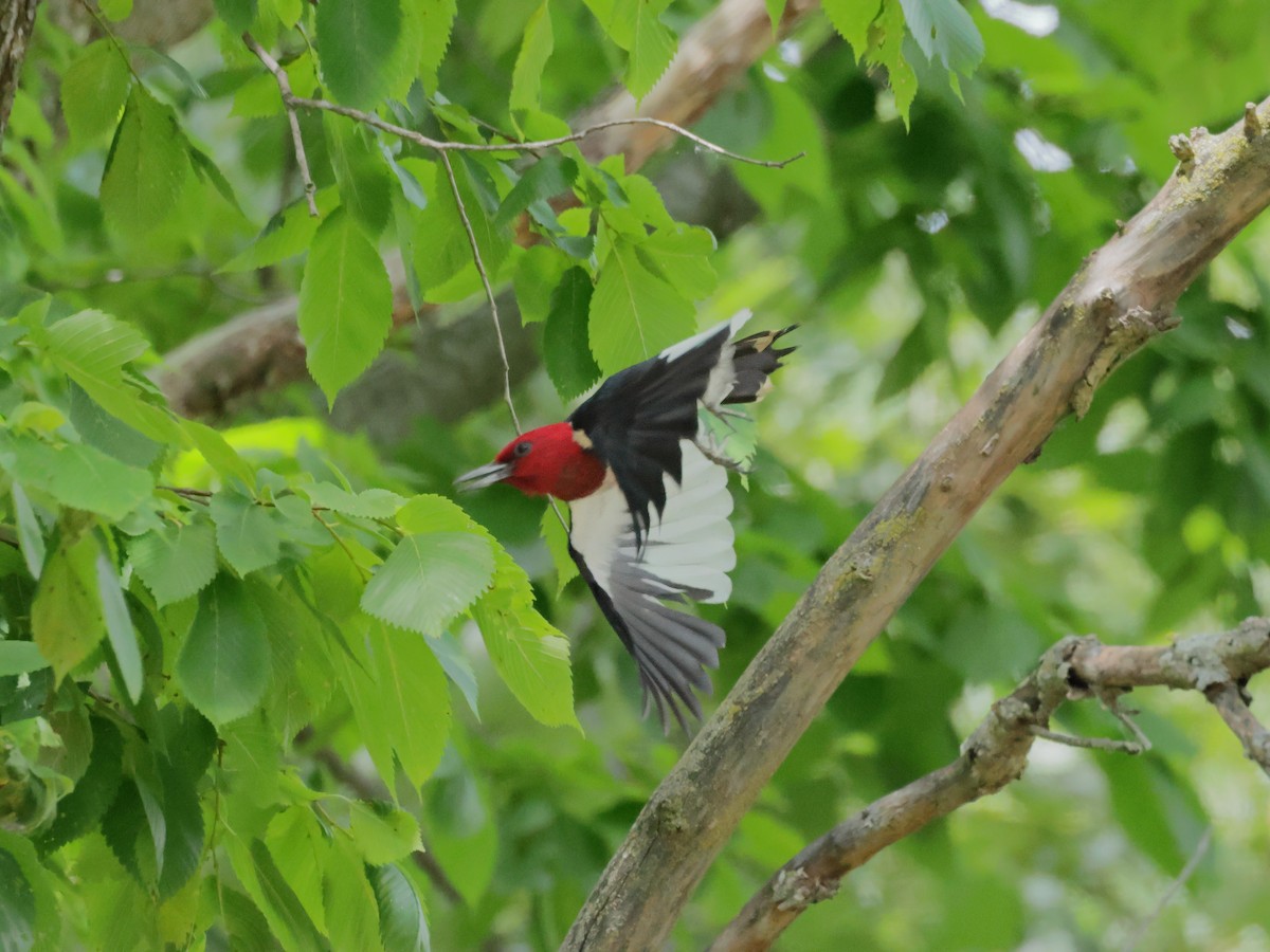 Red-headed Woodpecker - ML620475053
