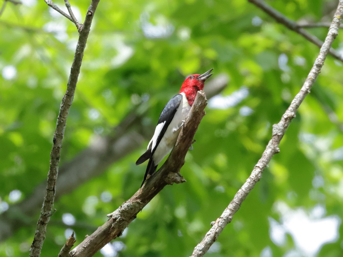 Red-headed Woodpecker - ML620475054