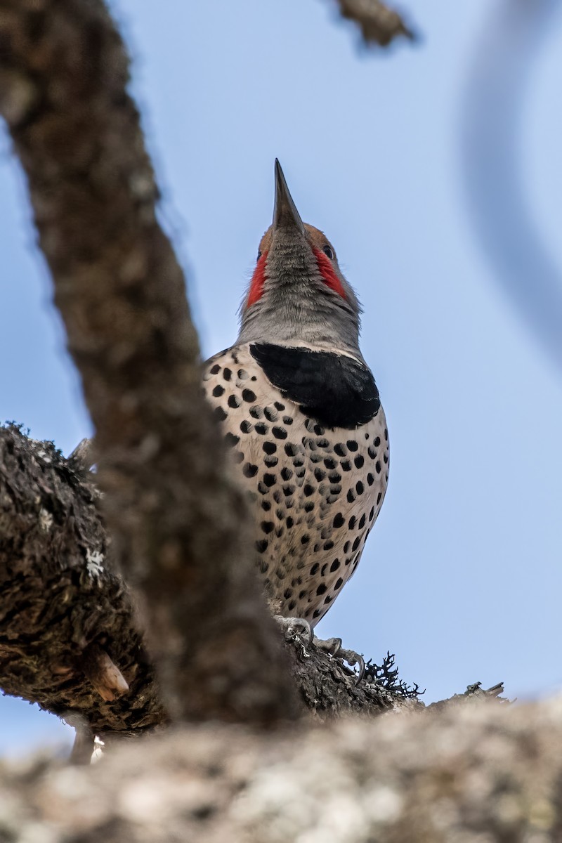 Northern Flicker (Red-shafted) - ML620475055