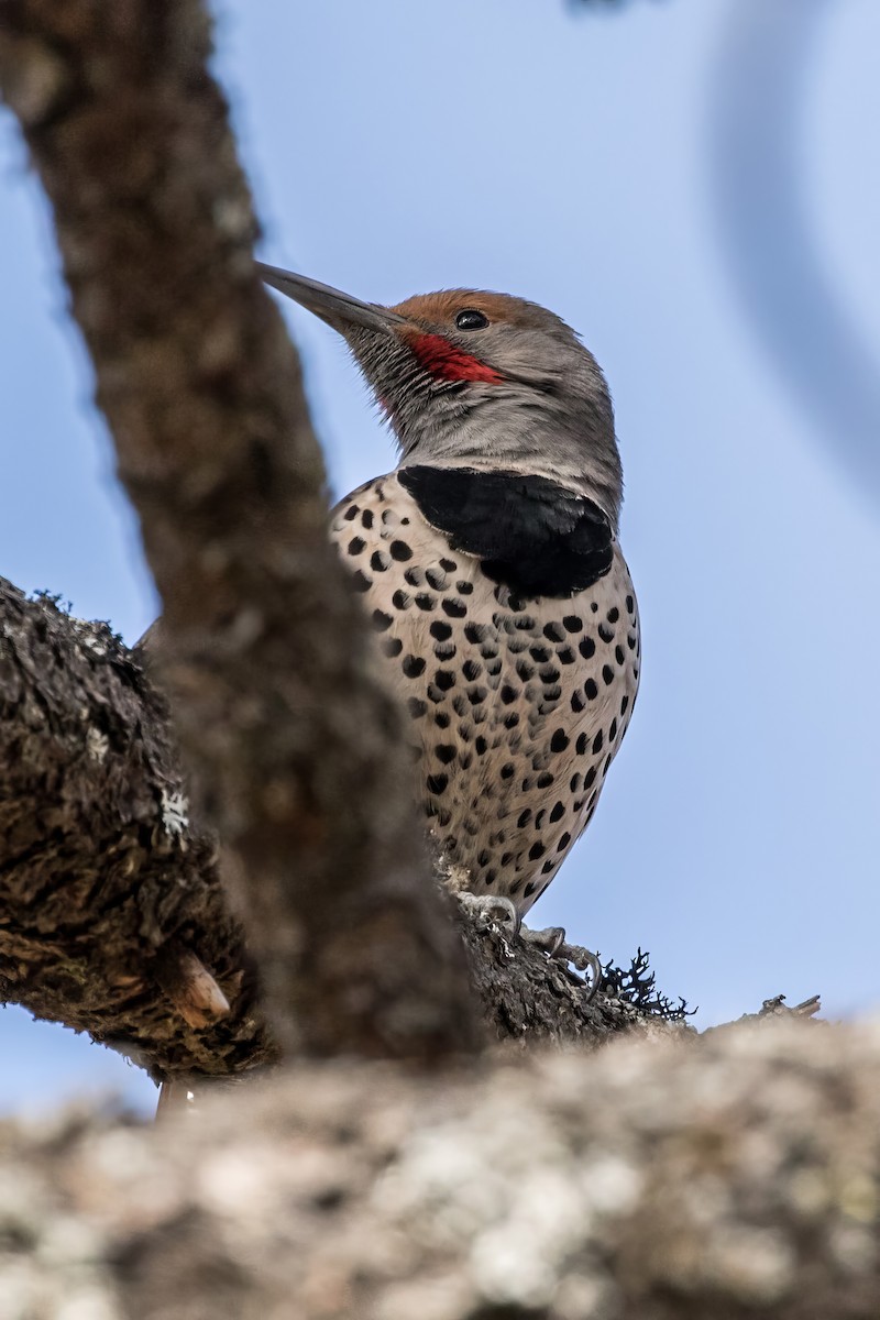Northern Flicker (Red-shafted) - ML620475056