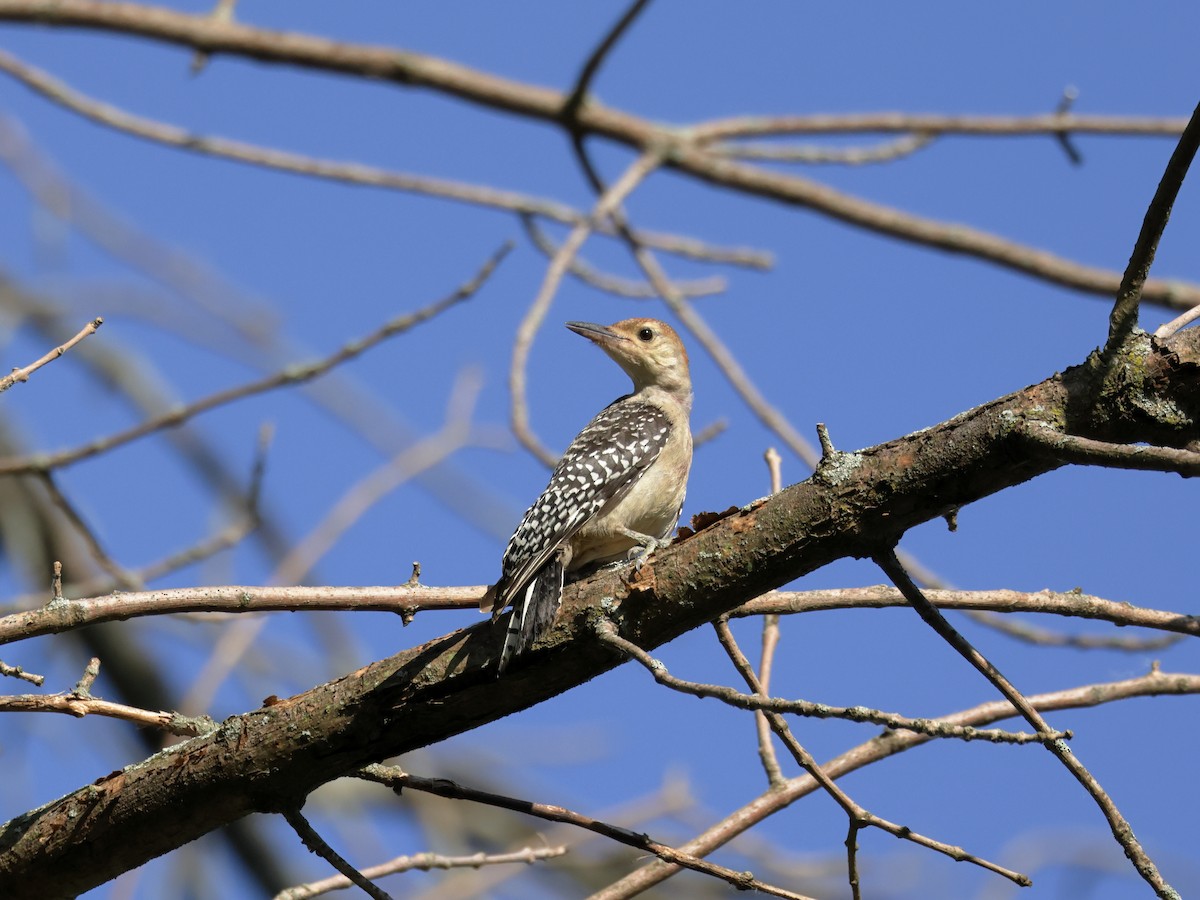 Red-bellied Woodpecker - ML620475058