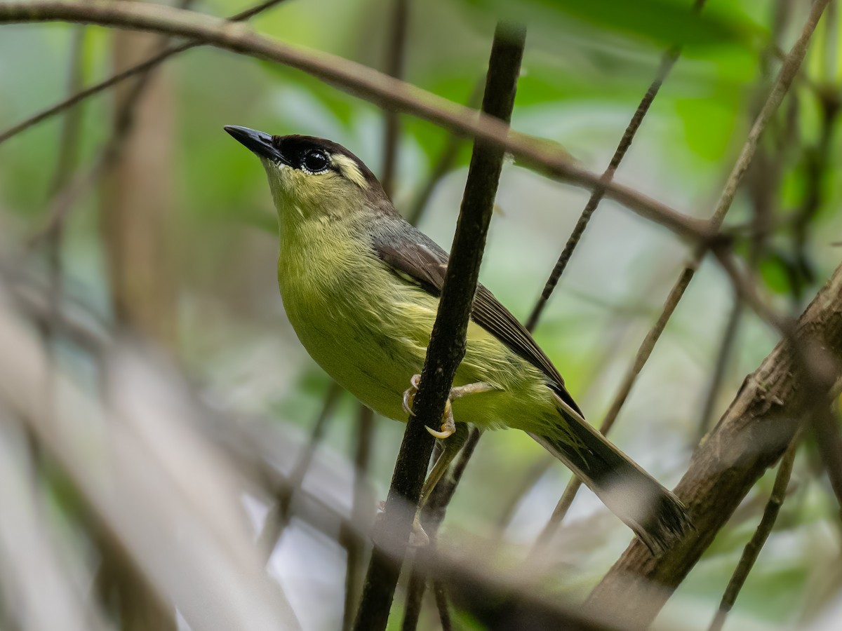 Dark-crowned White-eye - ML620475059