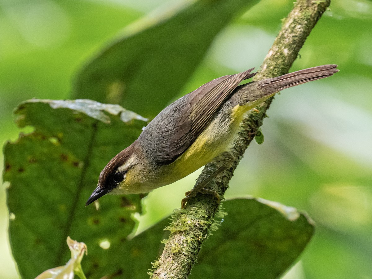 Dark-crowned White-eye - ML620475061