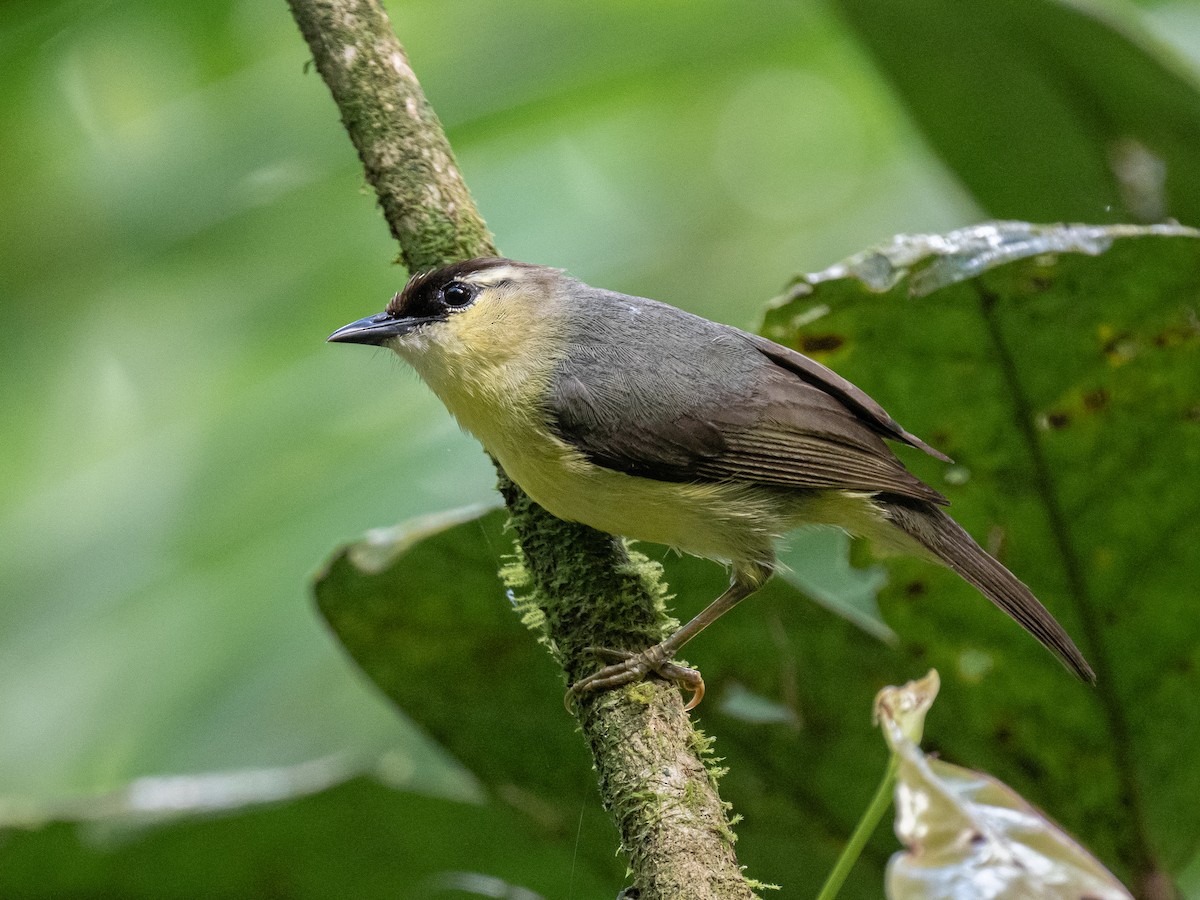 Dark-crowned White-eye - ML620475062