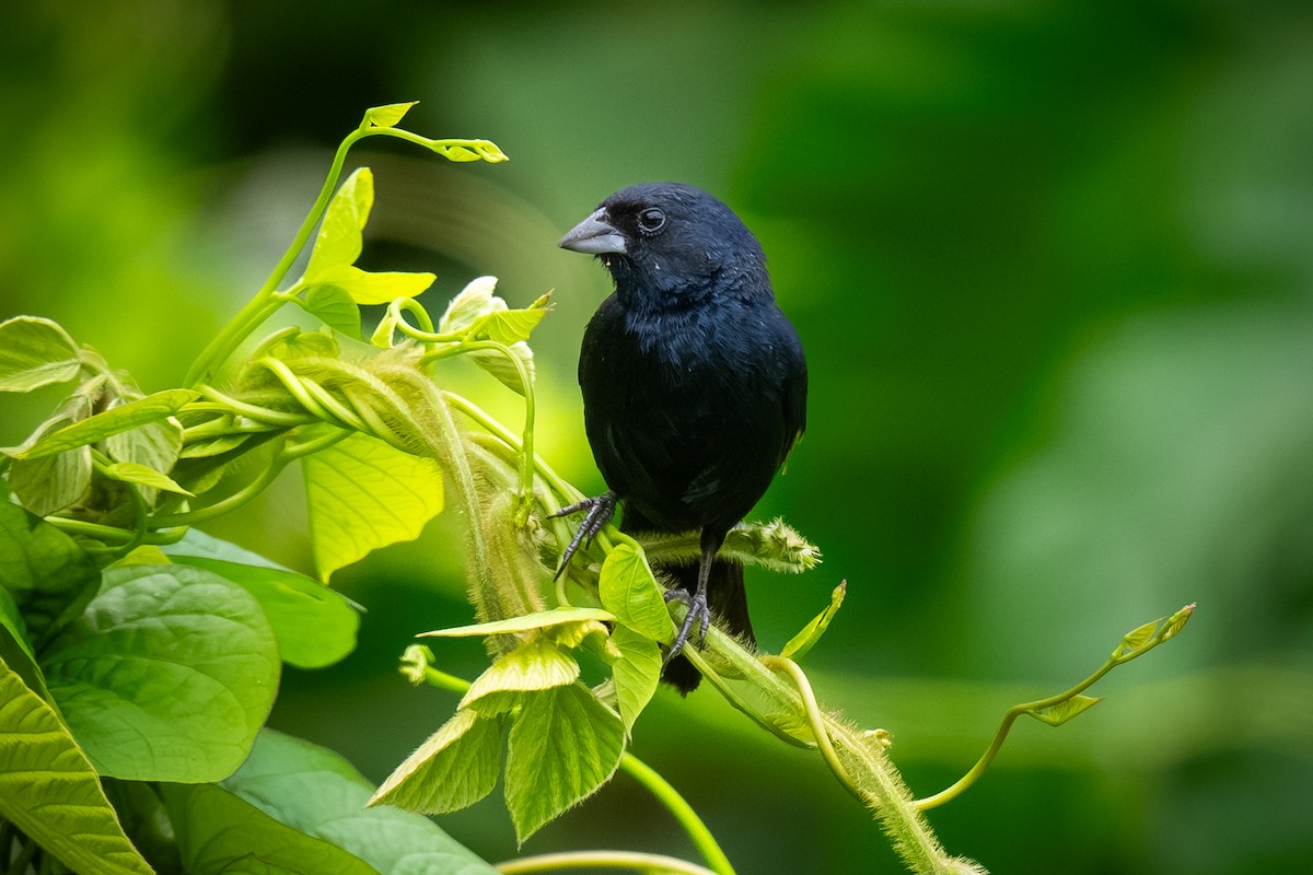 Blue-black Grassquit - ML620475065