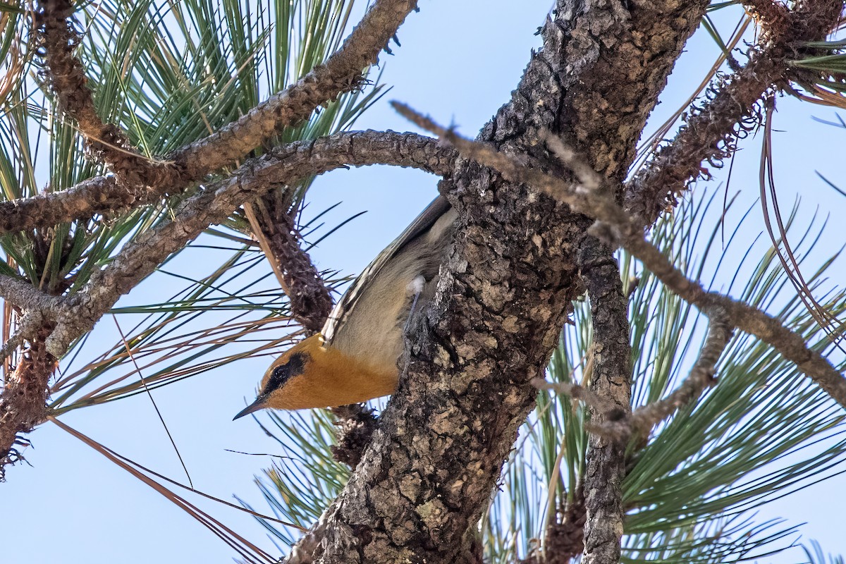 Olive Warbler - Jodi Boe