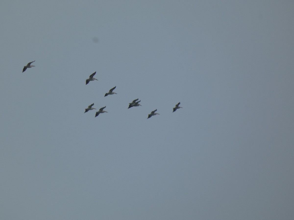 American White Pelican - ML620475072