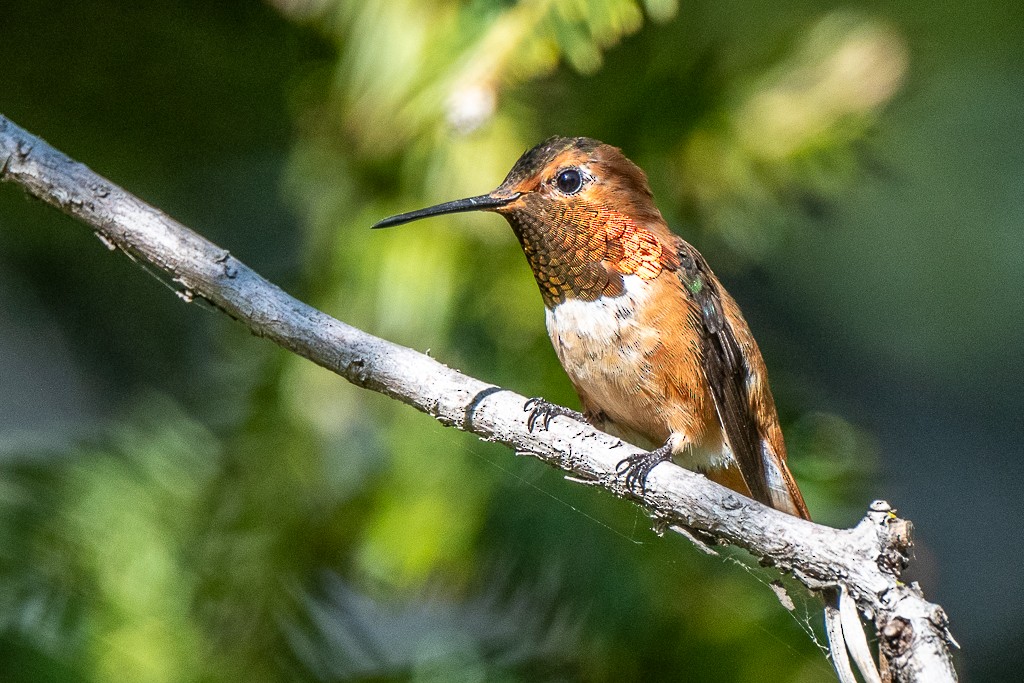 Allen's Hummingbird - ML620475073