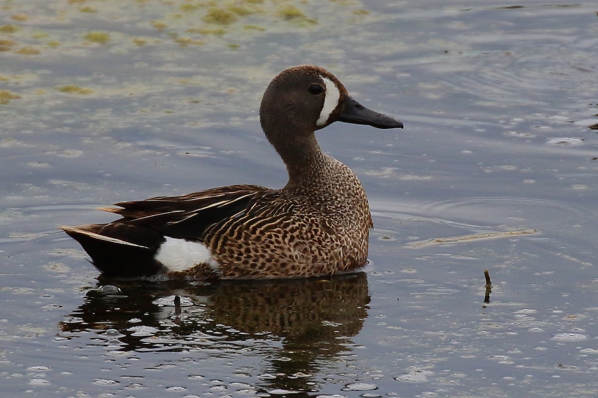Blue-winged Teal - ML620475076