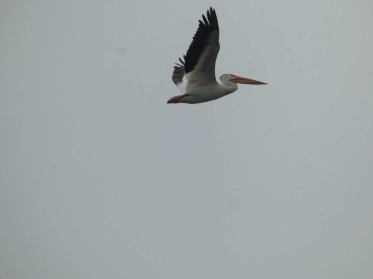 American White Pelican - ML620475080