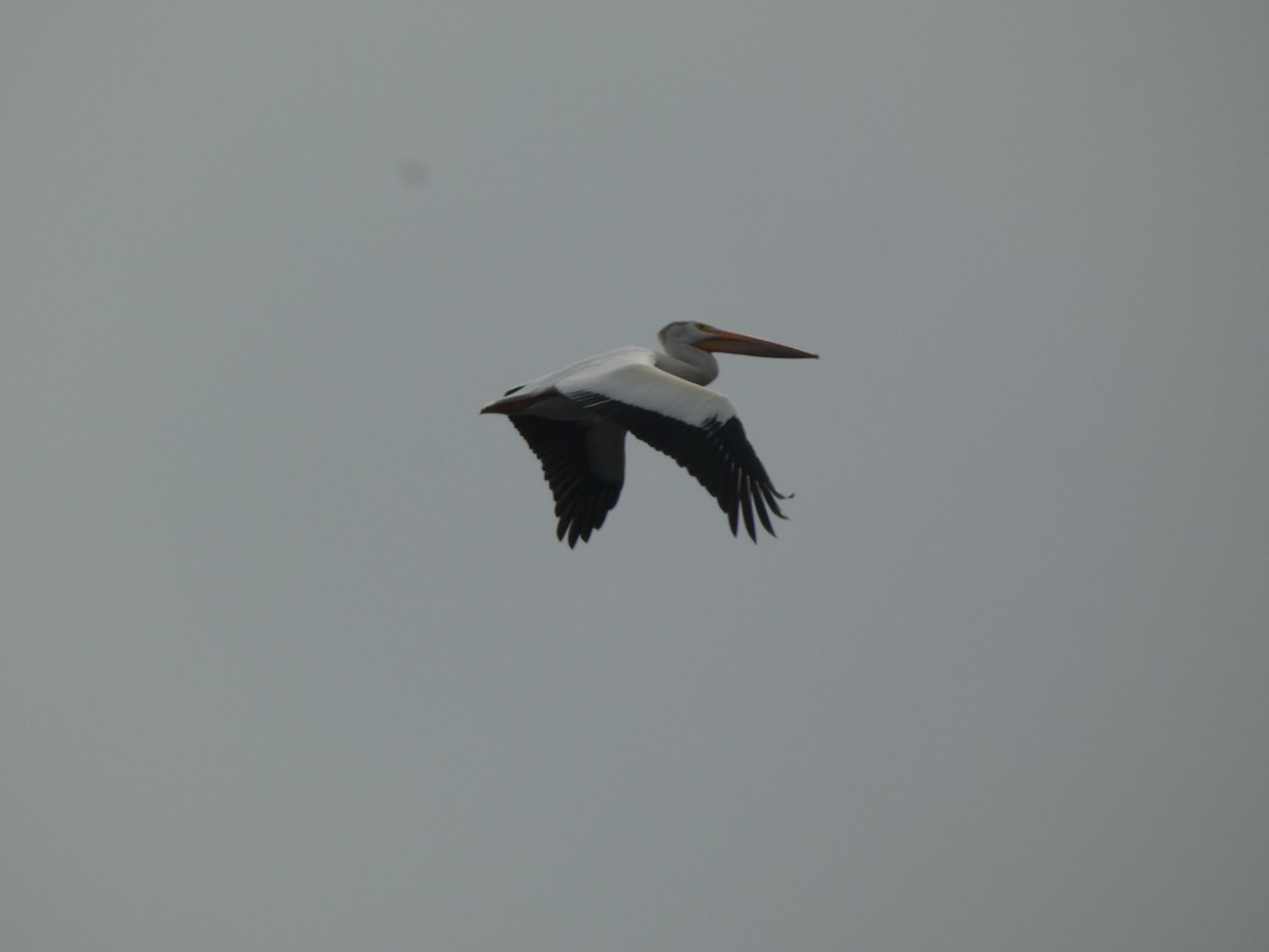 American White Pelican - ML620475081