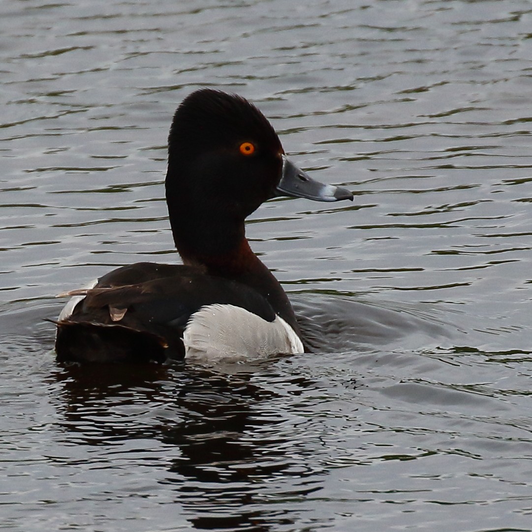 Ring-necked Duck - Douglas Faulder