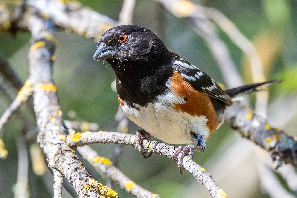 Spotted Towhee - ML620475087